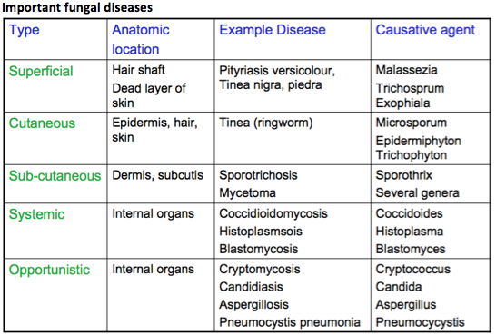 Hmb Lectures Fungal Infections And Treatment Studyingmed