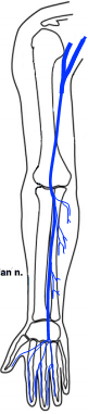 AEA/Lectures/Brachial plexus and upper limb nerves - StudyingMed