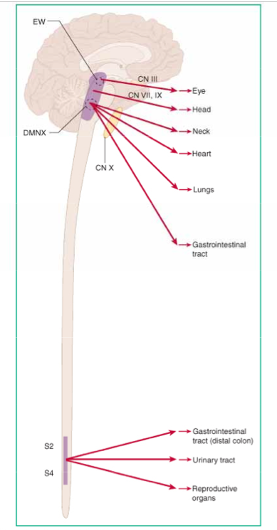 HMA/Lectures/Overview of the Autonomic Nervous System - StudyingMed