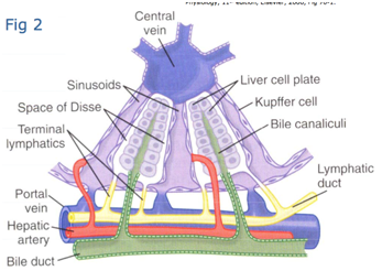 HMB/Lectures/Hepatic physiology - StudyingMed