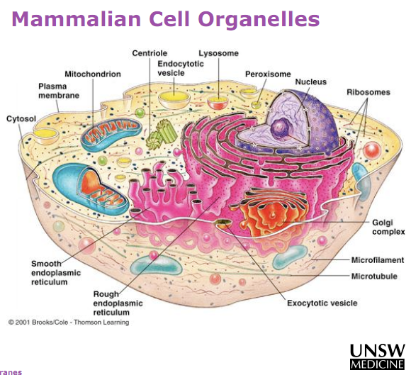 download cell organelles