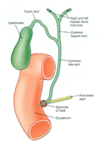 HMB/Lectures/Hepatic physiology - StudyingMed