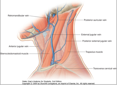 Hma Lectures Anatomy Of The Peripheral Vasculature Studyingmed