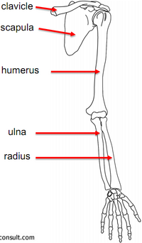 AEA/Lectures/Bones and joints of the upper limb - StudyingMed