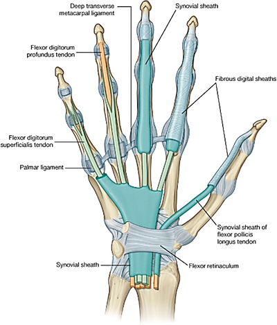 AEA/Lectures/Forearm and hand - StudyingMed