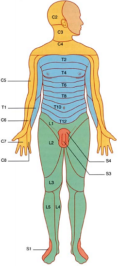 Dermatomes Spinal Nerves Spinal Spinal Cord Spinal Co - vrogue.co