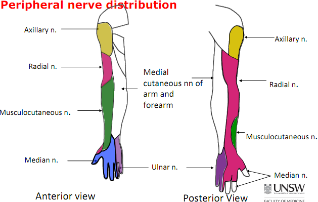 Upper Extremity Dermatomes